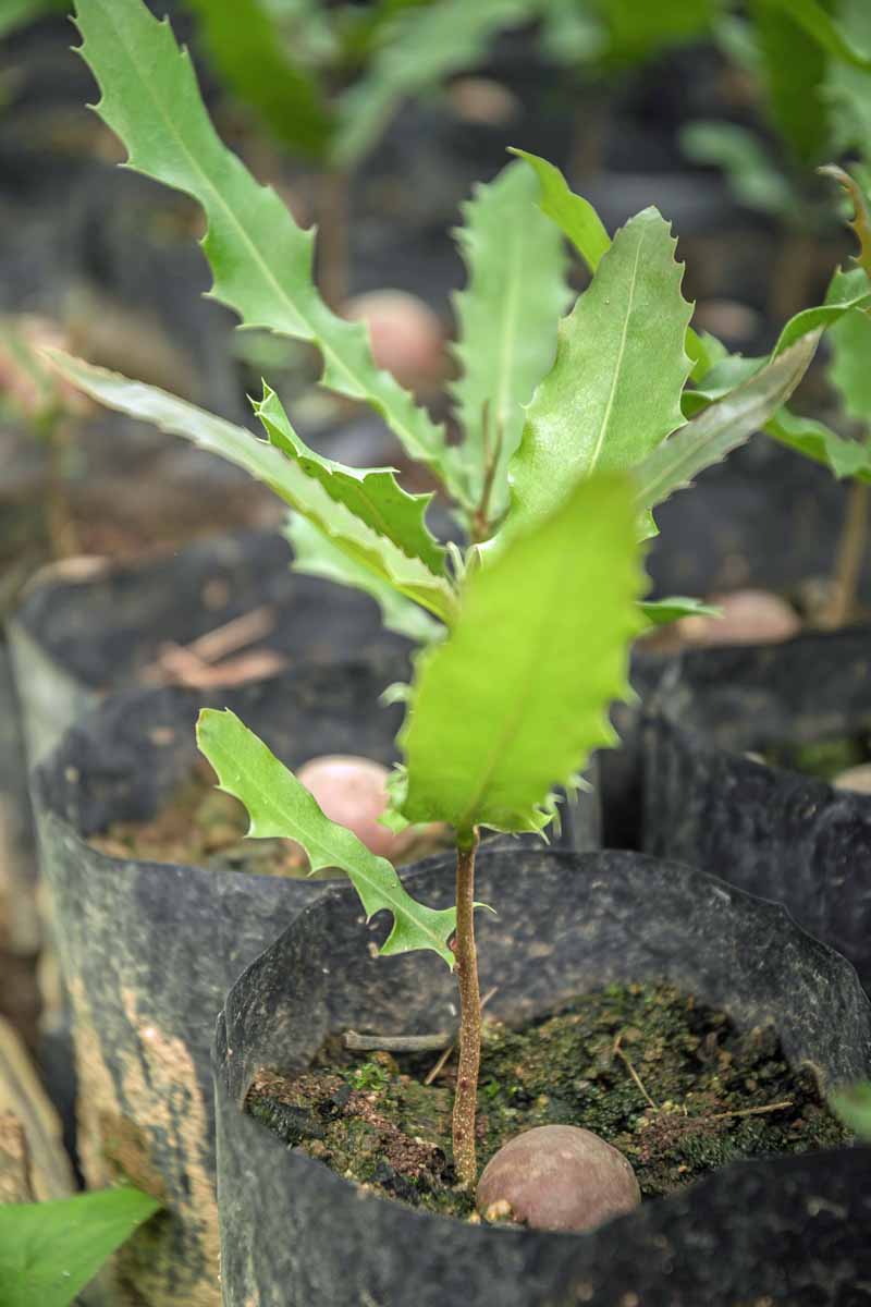 Closeup of a macadamia nut tree seedling being sold at a nursery.