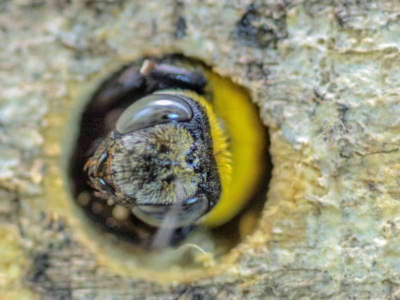 Macro shot of a yellow and black female carpenter bee emerging from a bored nesting hole.