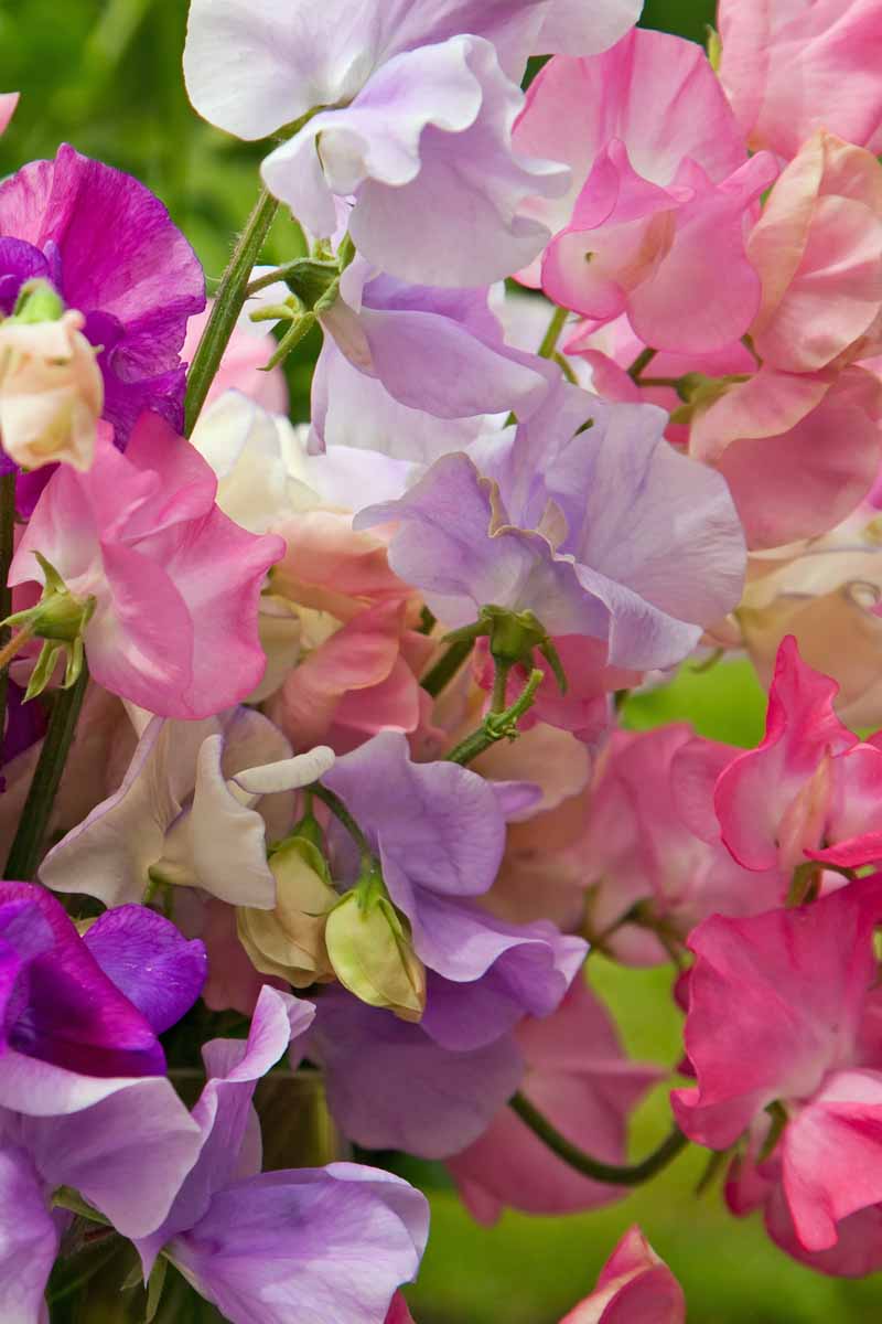 Closeup of the petals of the sweet pea flower showing different shades of purple, violet, and pink.
