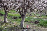 How to Plant, Grow, and Care for Almond Trees | Gardener's Path