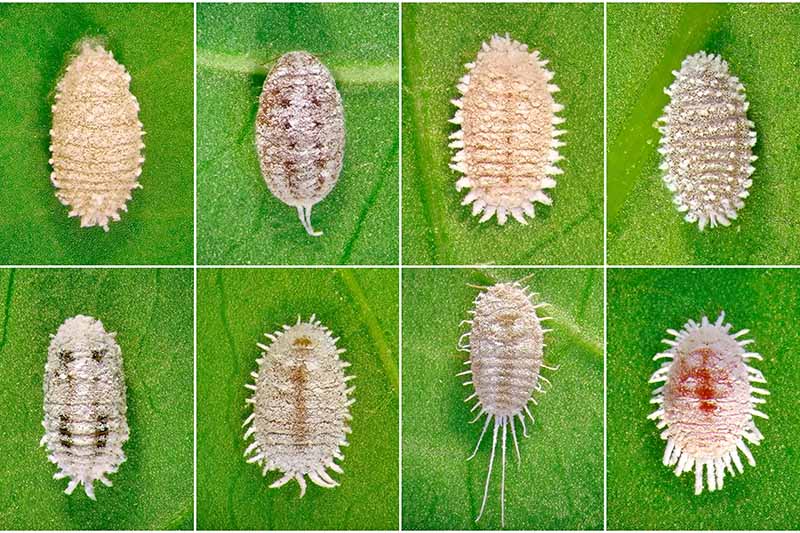 A collage of eight types of mealybugs divided with a white grid, on light green leaf background.