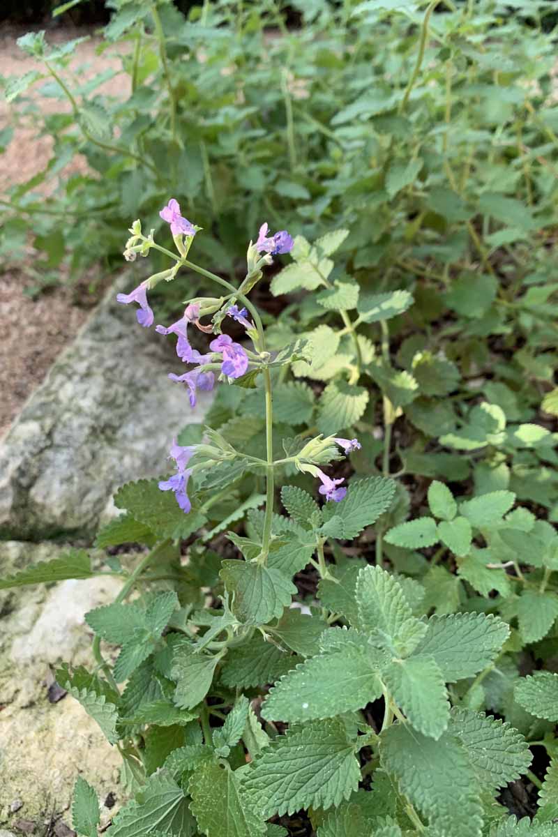  A vertical image of Faassen's catmint being grown in a shady area as ground cover.