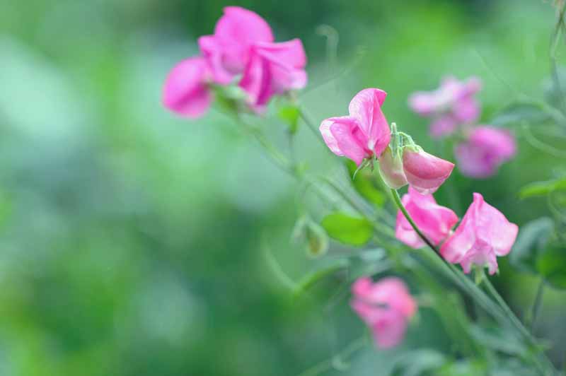 Closeup of pink sweet pea flowers with a diffused green background.