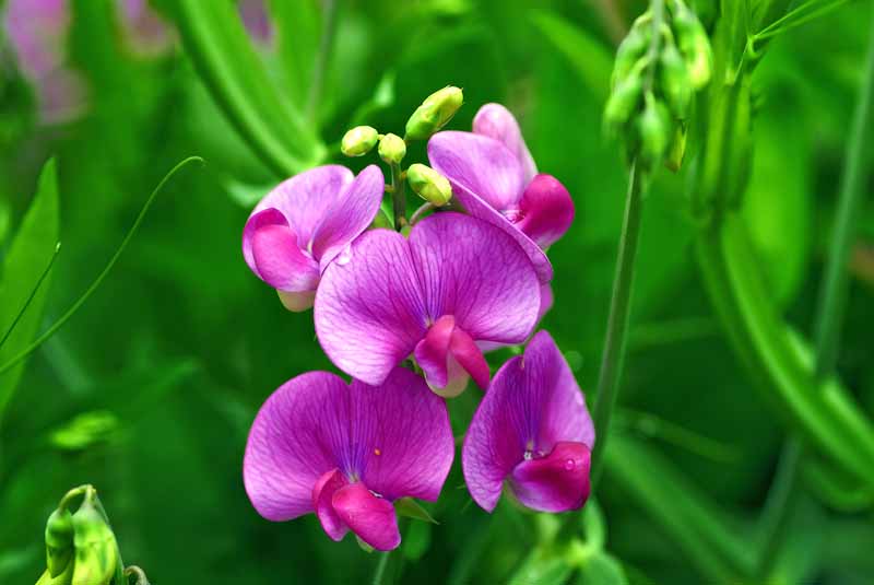 Closeup of a pink and purple sweet pea flower cluster with a diffused green lush vegetative background.