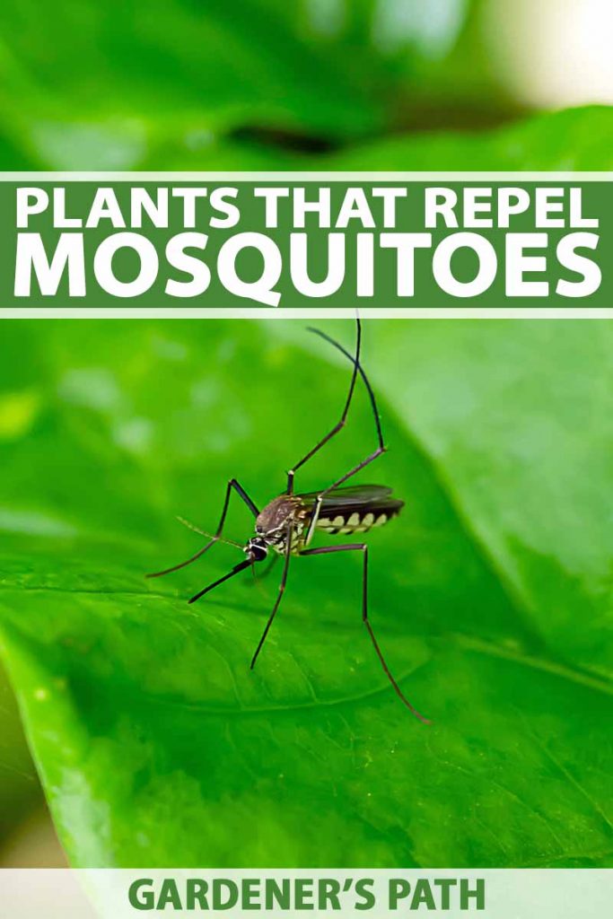 Vertical image of a mosquito on a green leaf, with green and white text in the top third and at the bottom of the frame.
