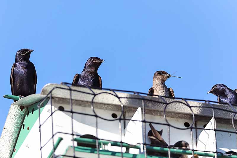 Four purple martins on a white house constructed to house them, against a blue sky.