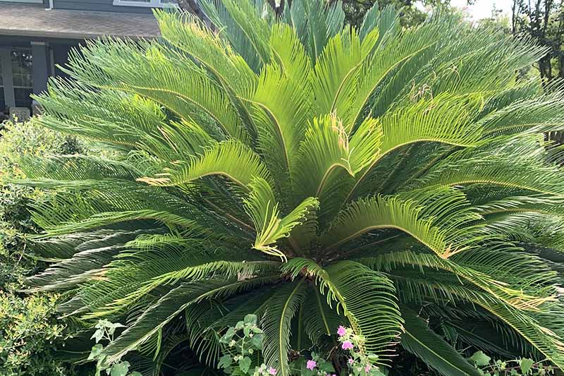 Horizontal image of a sago palm plant in bright sunlight.