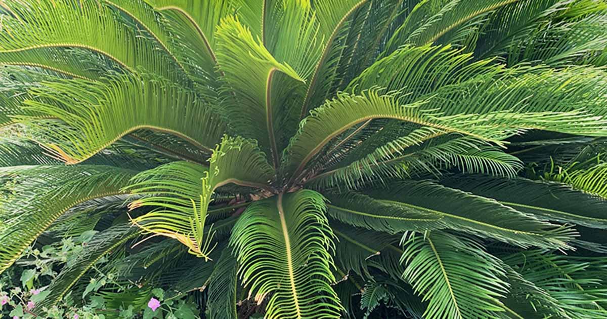 How To Deal With Common Sago Palm Pests Diseases Gardener S Path