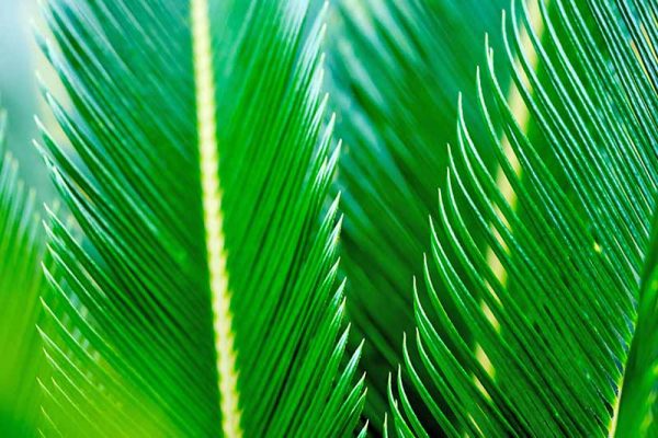 How to Grow and Care for Sago Palm | Gardener’s Path
