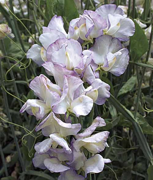 A close up vertical image of ‘High Scent’ sweet pea flowers growing in the garden pictured on a soft focus background.