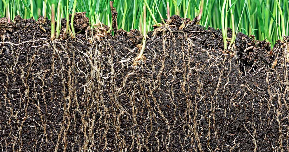 Root & Plant Inoculants Best Mycorrhizal Fungi+Trichoderma+Beneficial Bacterias