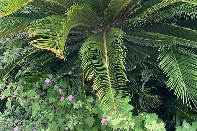 How to Deal with Common Sago Palm Pests and Diseases