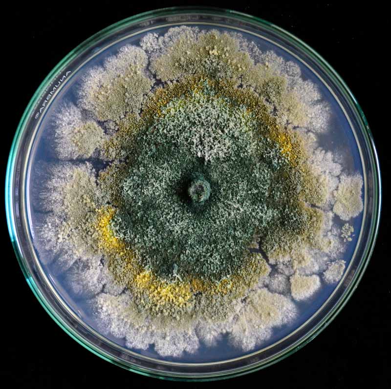 Trichoderma fungi growing in a petri dish. Top down view with a black background..