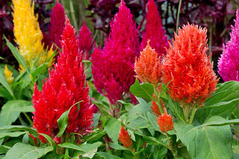 Yellow, magenta, red, and orange celosia, with green leaves and flame-shaped flower clusters.