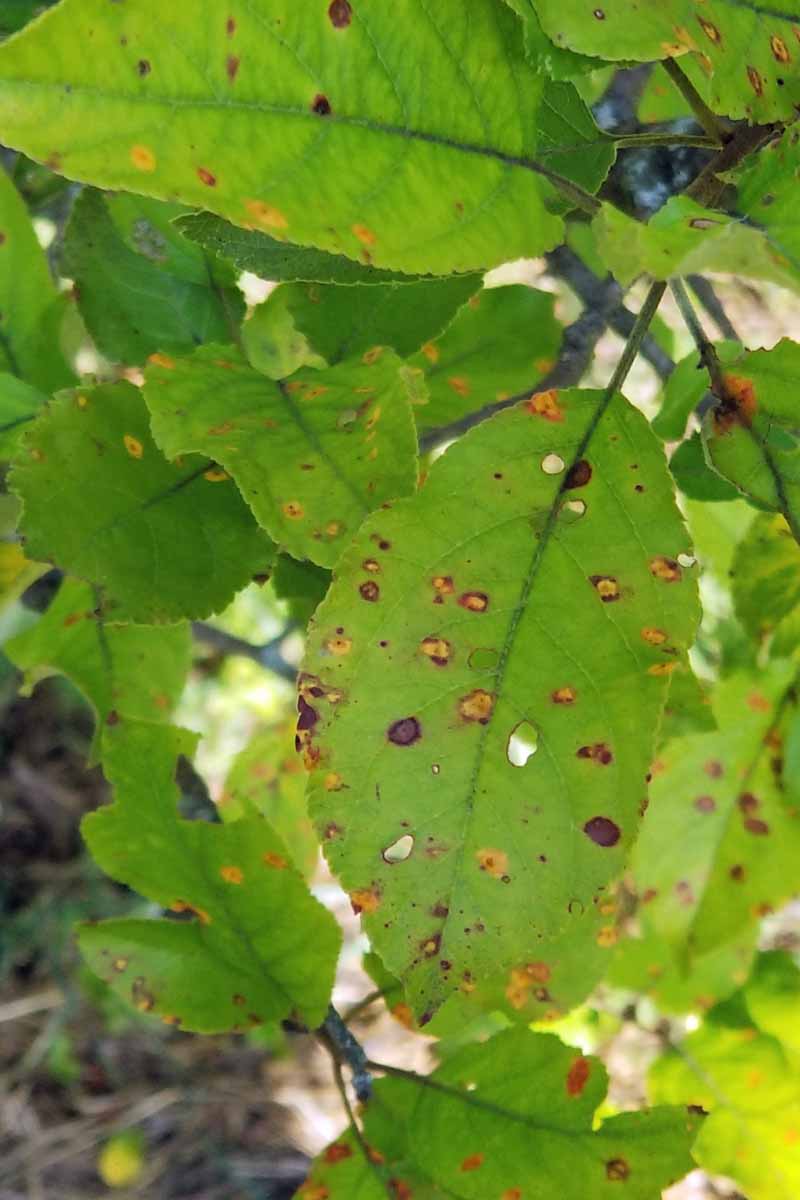 Close up of an apple tree leaf showing severe signs of Cedar Apple Rust (Gymnosporangium juniperi-virginianae) infection with many red colored spots on its leaves.