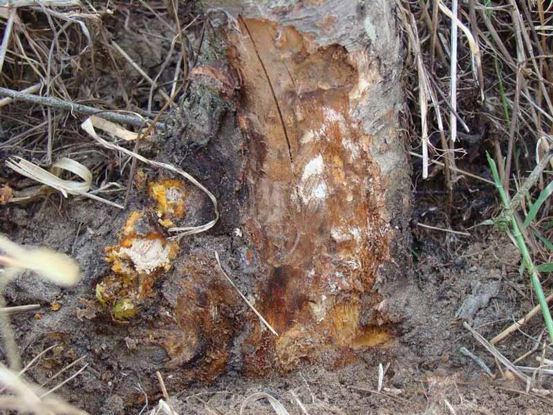 Armillaria root rot infecting the base of a tree resulting in bark loss and destruction of the roots.