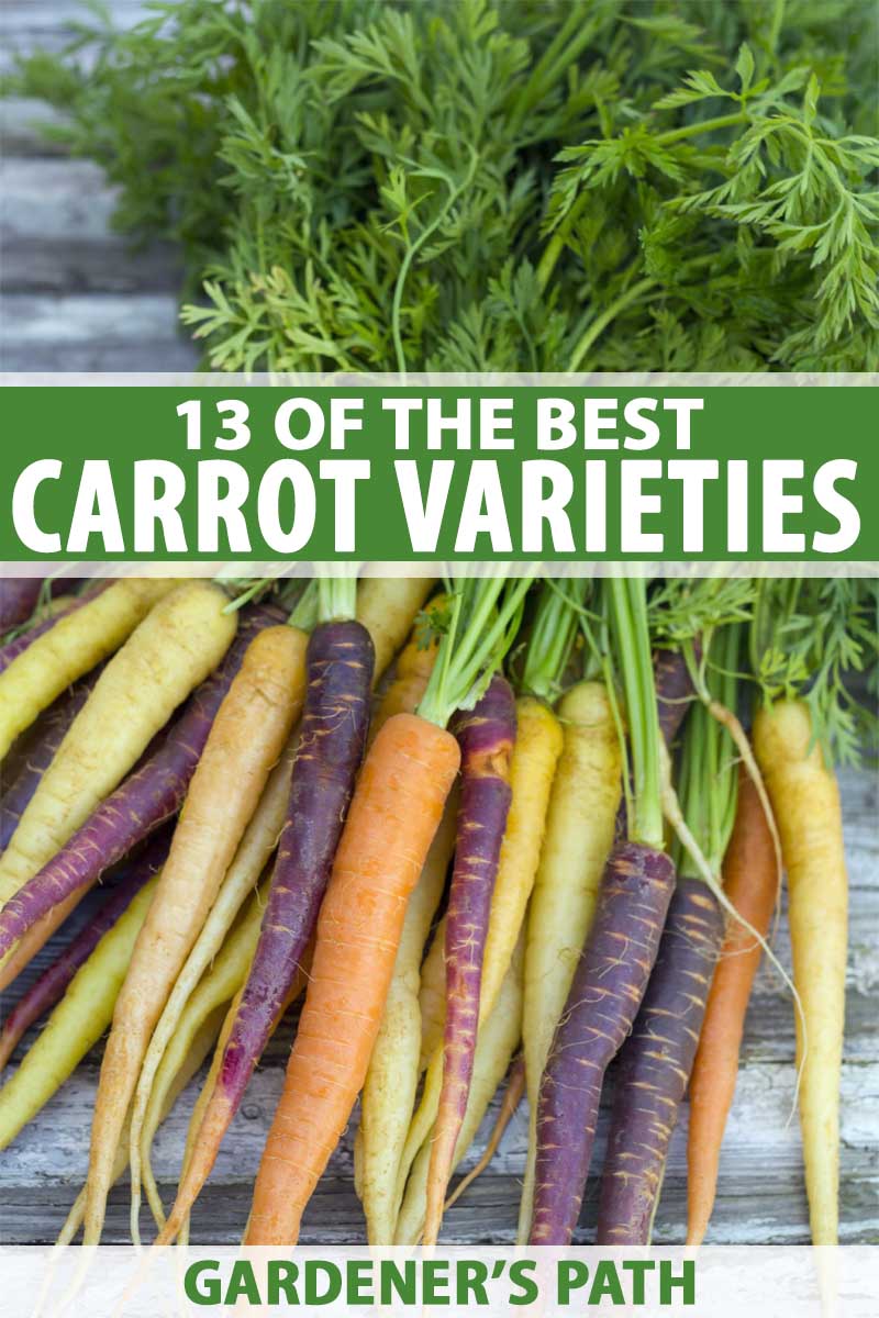 A bunch of different kinds and colors of heirloom carrots.
