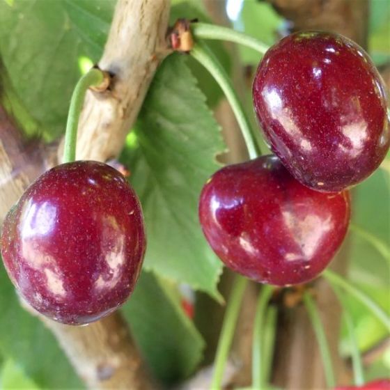 Close up of bing cherries growing on a limb.