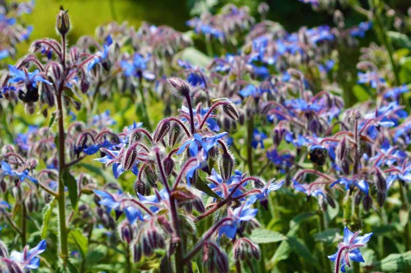 A close up horizontal image of blue borage blooming in bright sunshine.