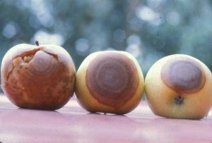 Three apples in various stages of rot from Botryosphaeria dothidea.