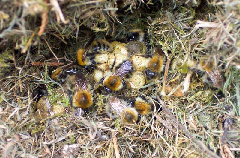 Top down view of a Bumblebee nest on the ground inside of vegetative materials.