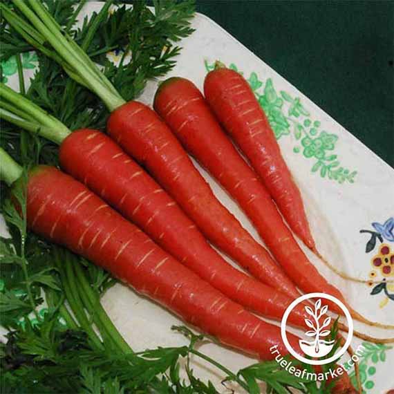 'Red' carrots freshly pulled from the garden.