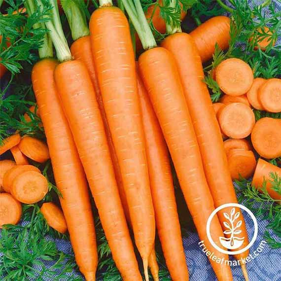 'Tendersweet' carrots with the green tops still attached.
