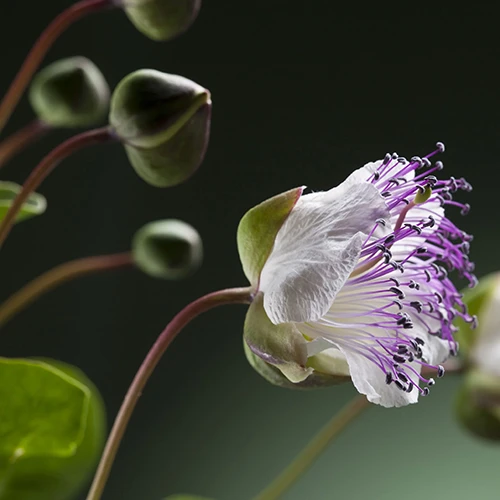 A close up of a caper flower pictured on a soft focus background.