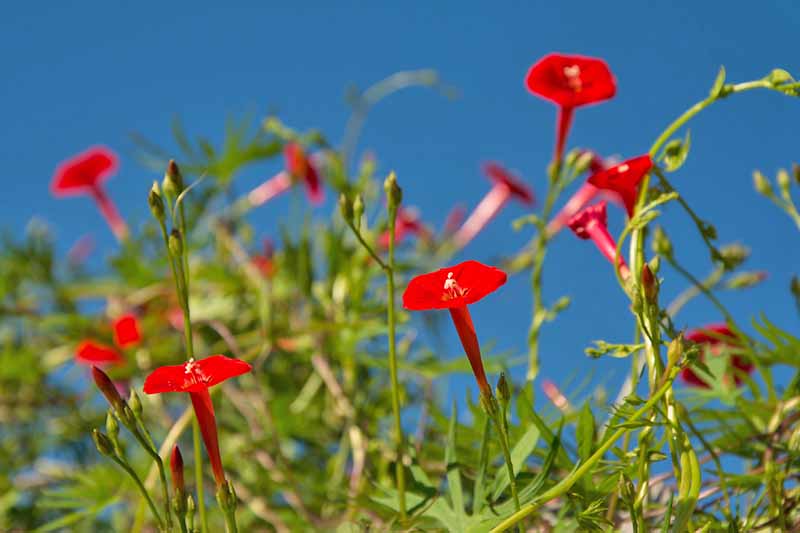 Horizontal image of red cardinal climber flowers on green vines against a blue sky, shot from below.