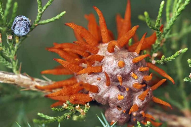 How To Identify Prevent And Control Cedar Apple Rust