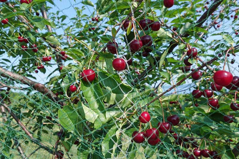 Ripe cherries on the tree covered by bird netting.