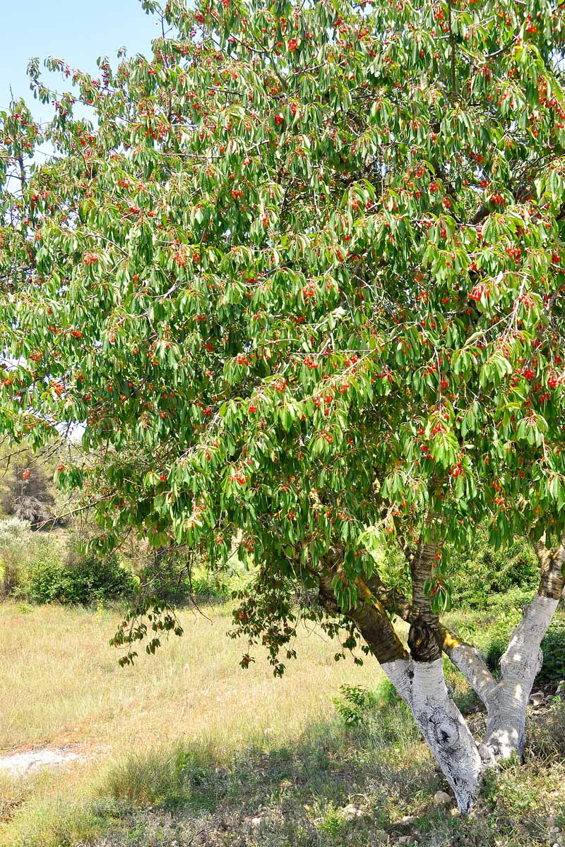 Cherry Fruit Tree Images