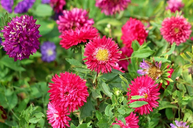15 of the Best Annuals for Vivid Fall Color | Gardener’s Path