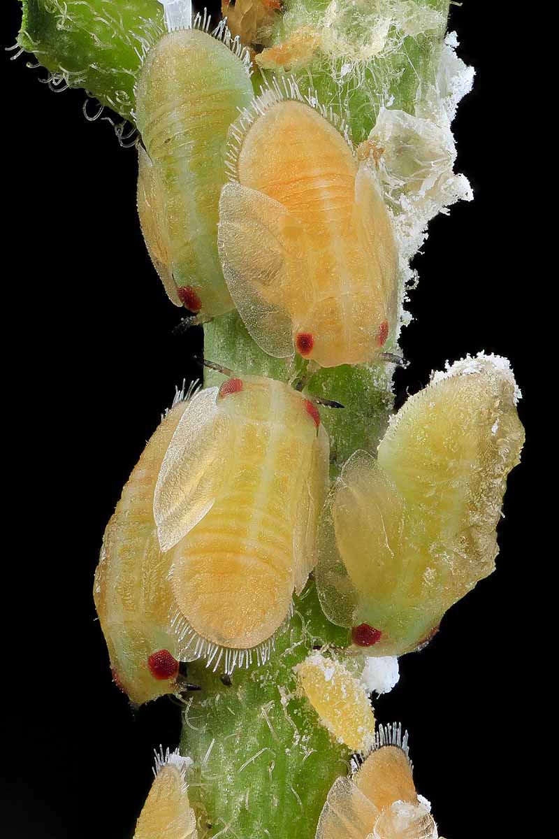 Closeup vertical image of yellow citrus psyllid larvae on a green plant stem, against a black background.