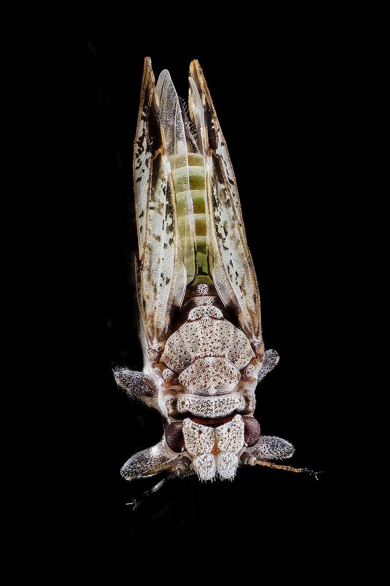 Overhead vertical image of an adult citrus psyllid on a black background.