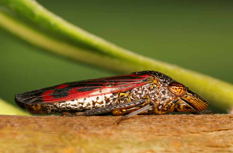 A close up horizontal image of a glassy-winged sharpshooter insect on the branch of a tree.
