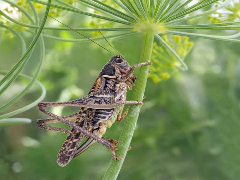 A grass hopper lands on a dill plant for a meal.