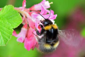 Macro shot of a North American bumblebee feeding on the nectar of the blossom on a ribes plant.