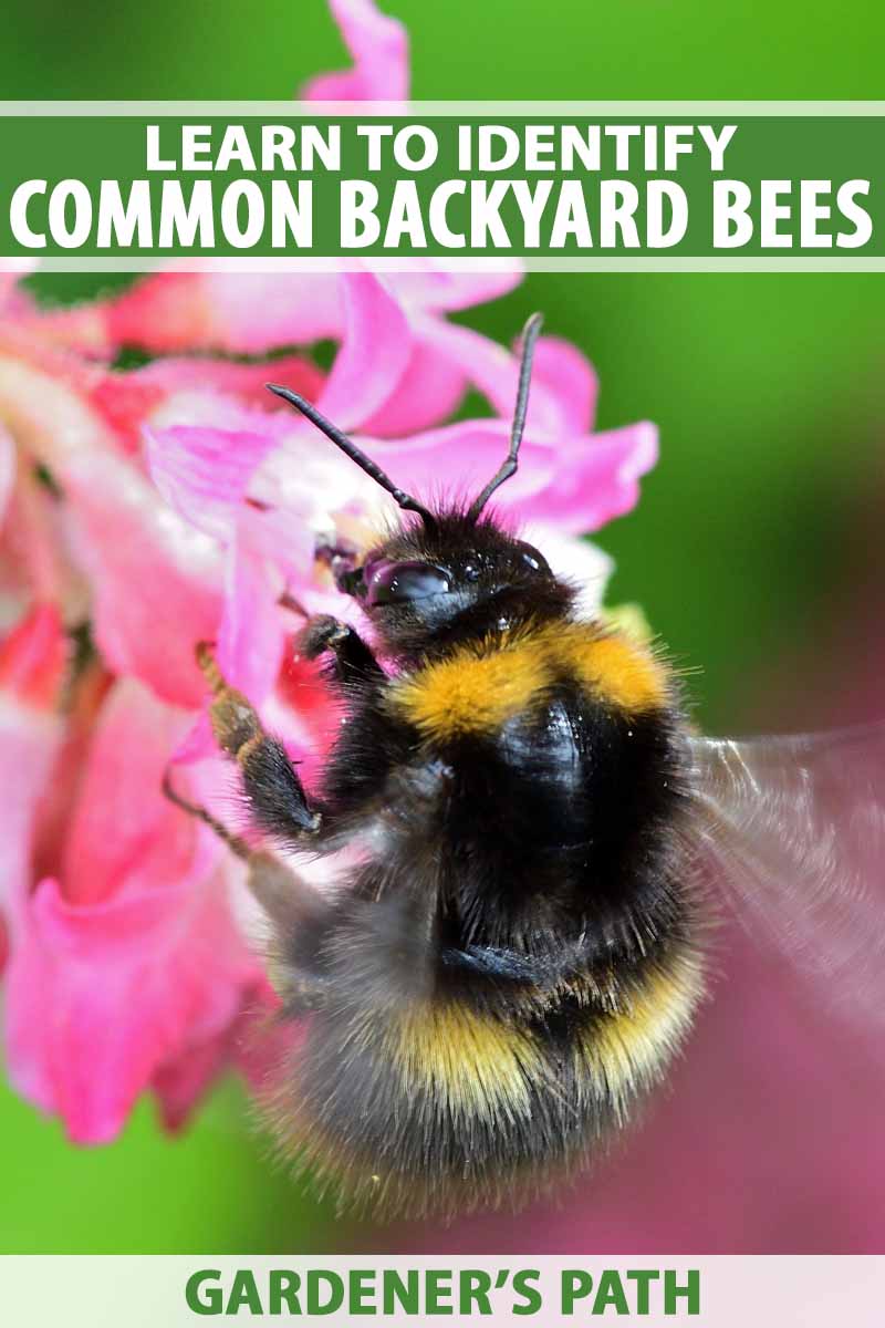 Ground And Wood Nesting Bees Learn To Identify Common Backyard Species Gardener S Path