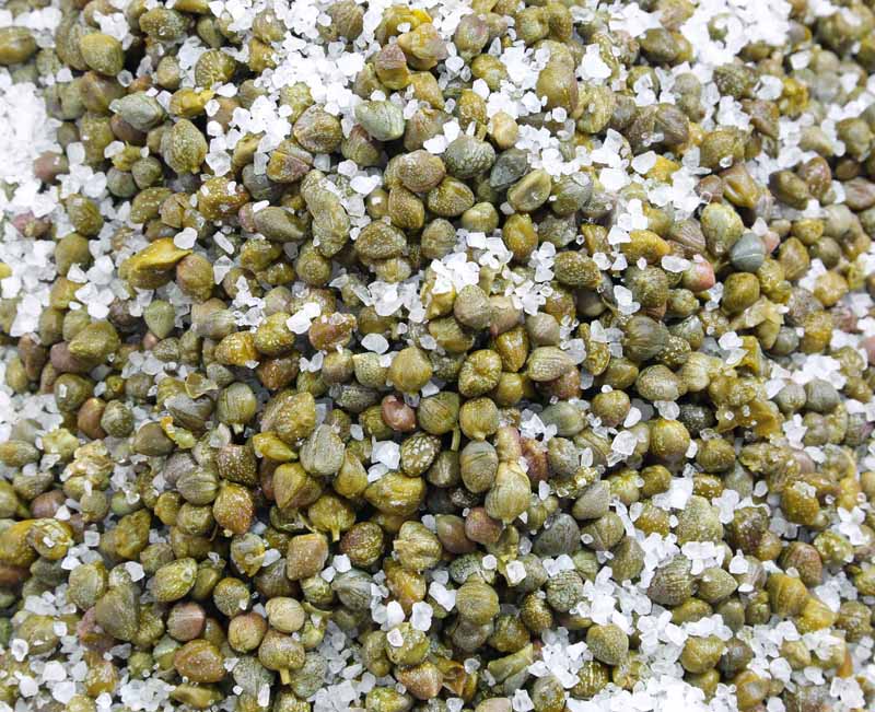 Top down view of a commercially harvested caper buds mixed with rock salt as part of the brining process.
