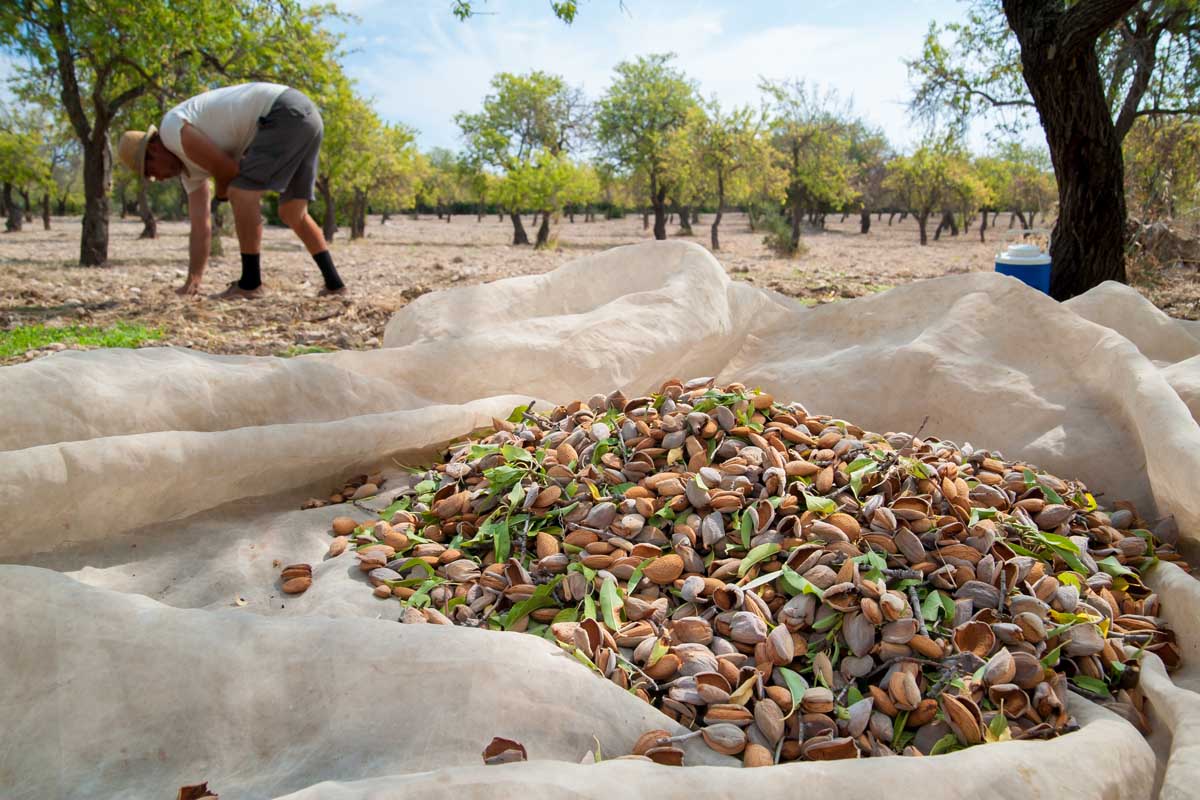 Close up of a pile of almonds on a white ground cloth under an orchard canopy. A man in the background continues to hand pick some off the ground.