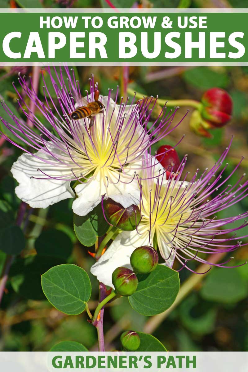 Close up of two caper blooms with several unopened flower buds.