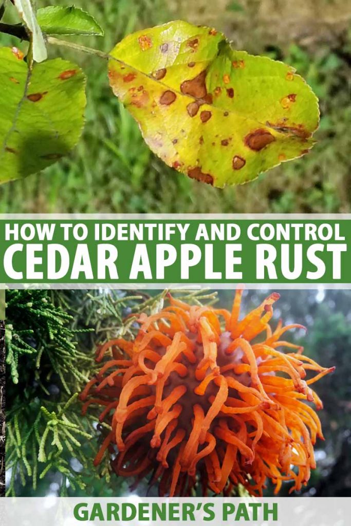 A collage of two photos with the upper one showing cedar apple rust on tree leaves and the lower one showing orange growths on cedar tree limbs.