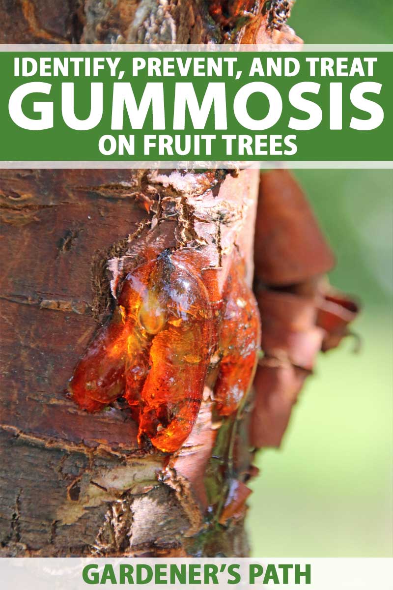 A close up vertical image of the bark of a fruit tree suffering from gummosis pictured on a soft focus background. To the top and bottom of the frame is green and white printed text.