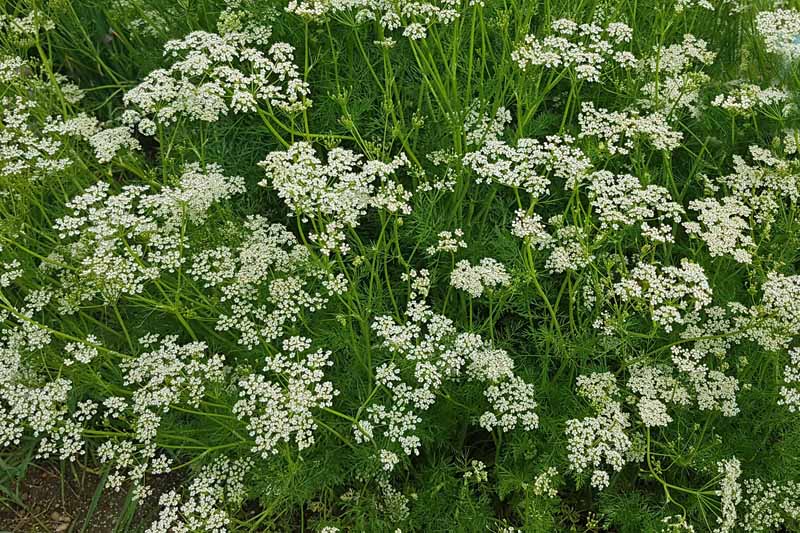 A field with caraway plants in bloom.