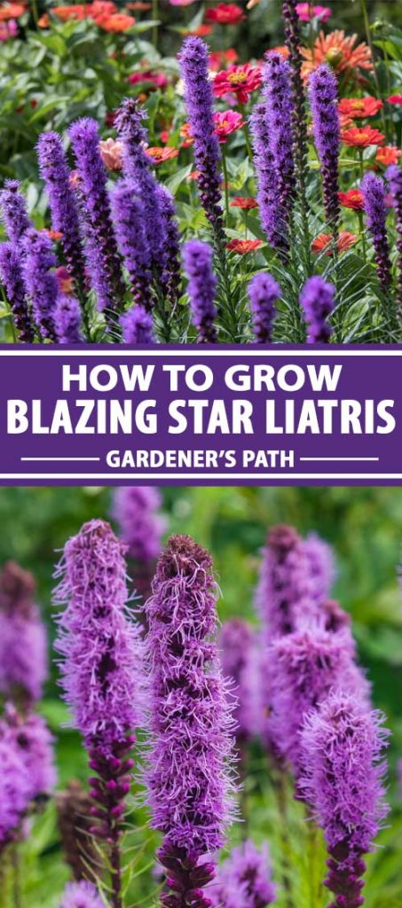 A collage of photos showing purple blazing star liatris flowers in bloom.