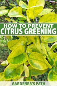 How to Identify & Prevent Citrus Greening (HLB) | Gardener’s Path