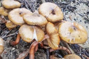 How to Prevent and Control Armillaria Root Rot on Apricots