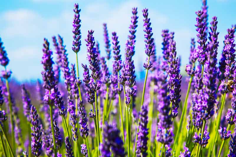 Closeup image of violet lavender flowers growing in a field.
