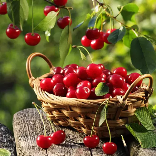 A close up square image of a wicker basket filled with freshly harvested cherries set on a wooden surface.